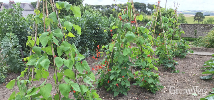 Beans climbing up wigwams