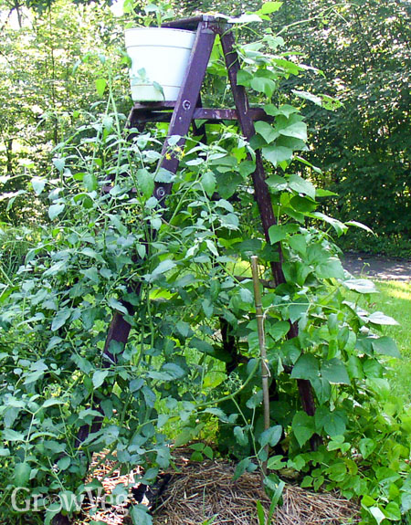 Image of Cucumbers and bush beans