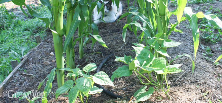 Beans and corn growing in a 3 sisters planting plan