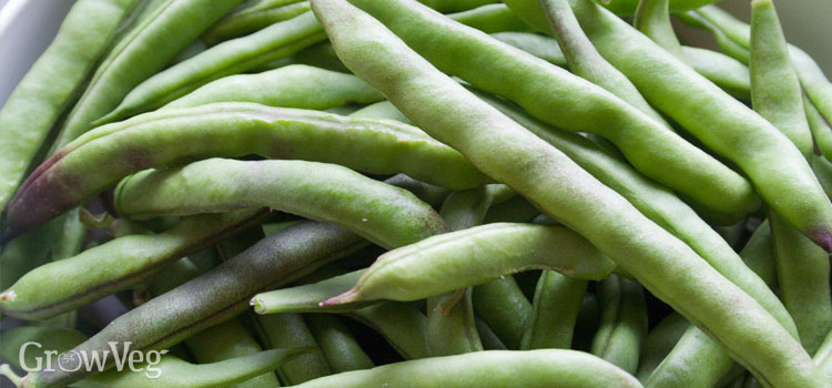 A good crop of beans!