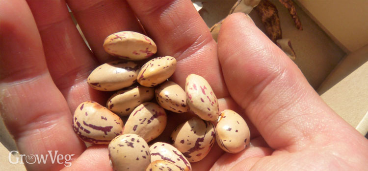 Saving pole bean seeds