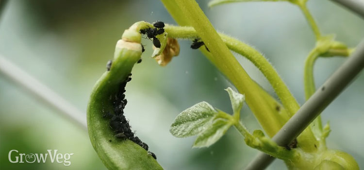 Black bean aphids