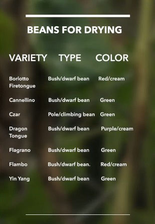 Bean varieties for drying