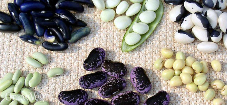 Different types of beans