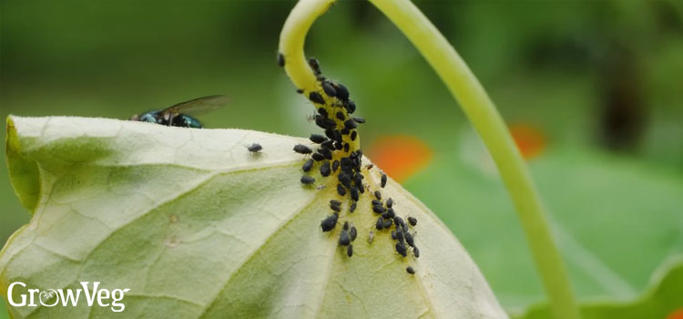 Aphids-on-nasturtium
