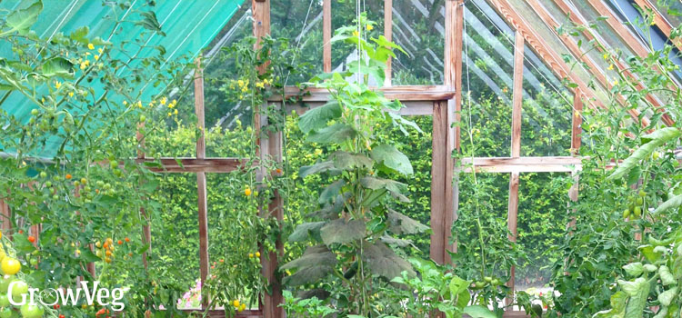 Greenhouse