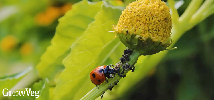 Ladybird-eating-aphids