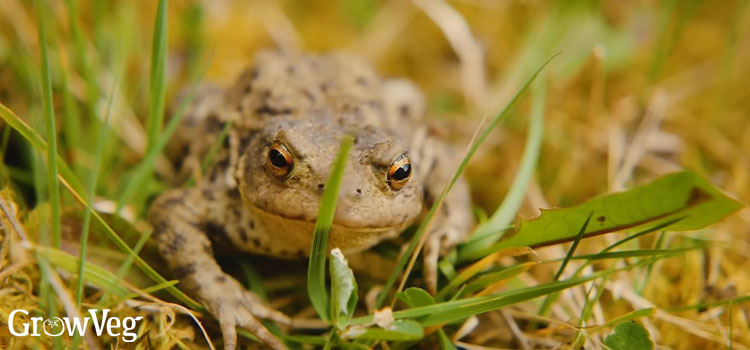 Toad