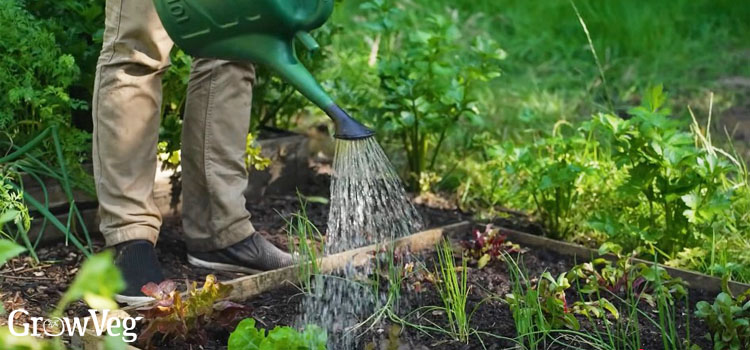 Watering-plants
