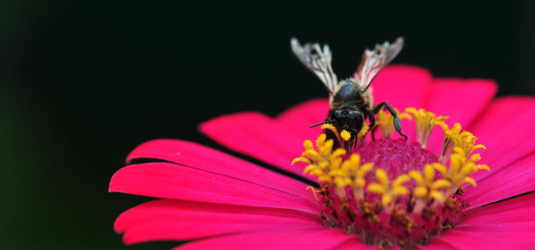 https://gardenplannerwebsites.azureedge.net/blog/bedding-plants-for-bees-zinnia-2x.jpg