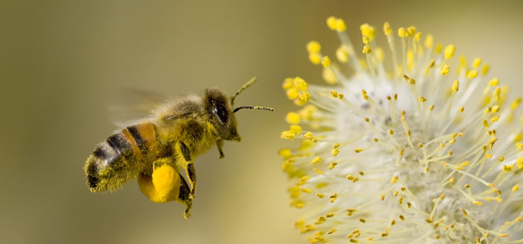 https://gardenplannerwebsites.azureedge.net/blog/bee-friendly-garden-bee-with-pollen-2x.jpg