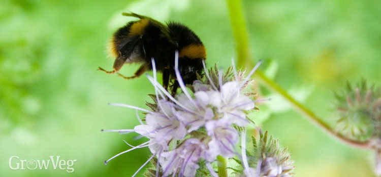 Bee and phacelia flower