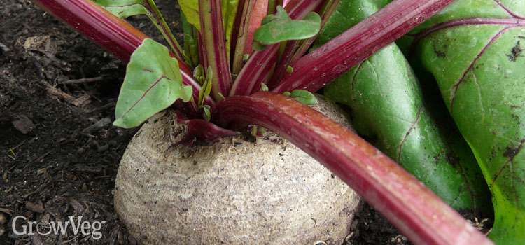 Save money by growing your own beetroot