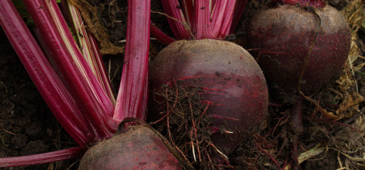 Harvested beets