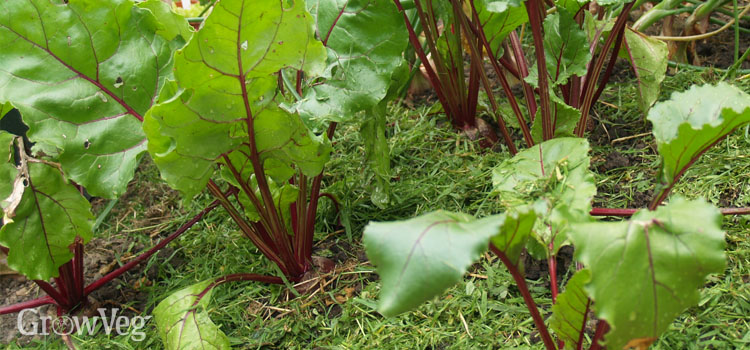 Beetroot with a grass clipping mulch to minimise moisture loss