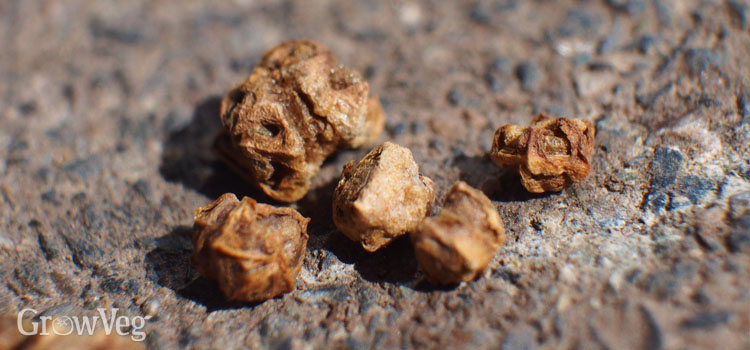 Beetroot seed capsules