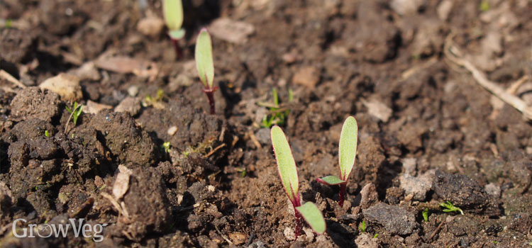 Beetroot seedlings