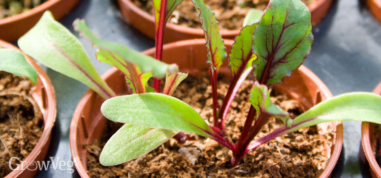 Beetroot seedlings in a pot