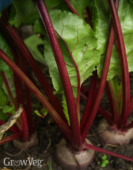 Fast-growing beets/beetroot for salads