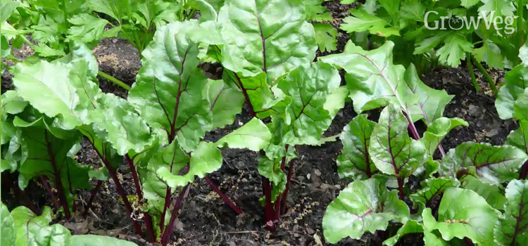 Beets in the garden