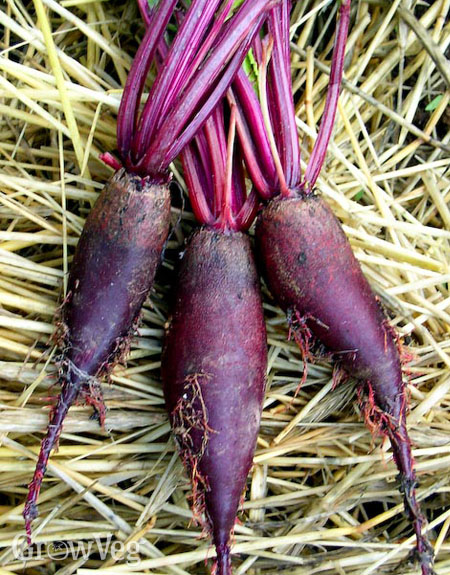 Harvested beetroots