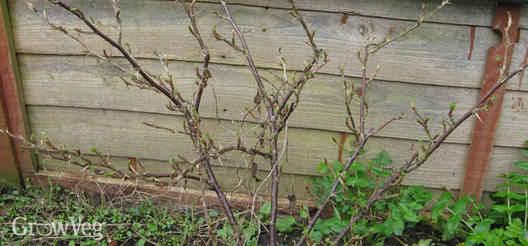 Gooseberry bush before winter pruning