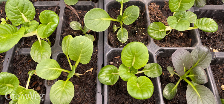 “Seedlings-in-a-plug-tray”