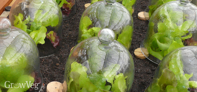 Bell cloches