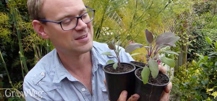 Benedict Vanheems with his potted-up sage cuttings