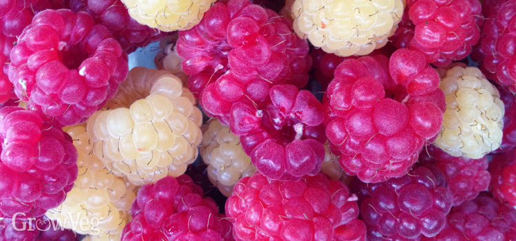 https://gardenplannerwebsites.azureedge.net/blog/berry-healthy-fruits-raspberries-2x.jpg