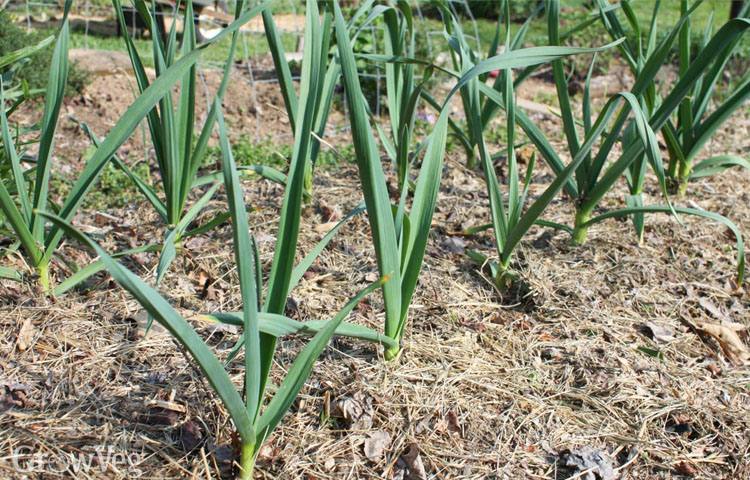 Grass mulch around garlic