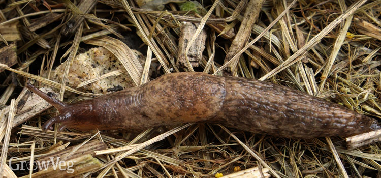 Slug in mulch