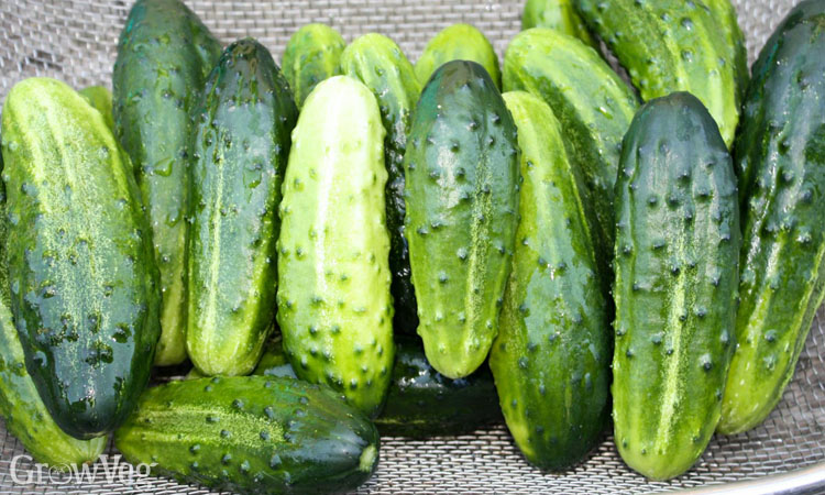 Open-pollinated cucumber Little Leaf