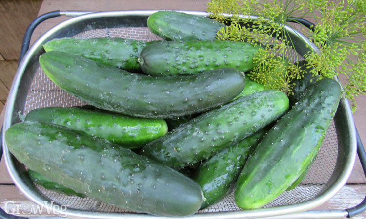 Open-pollinated cucumber Poinsett