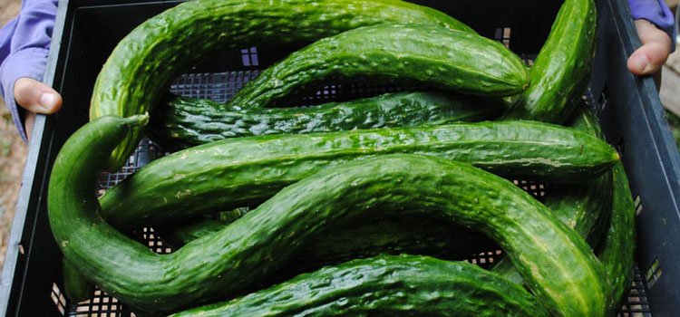 Suyo Long open-pollinated cucumber