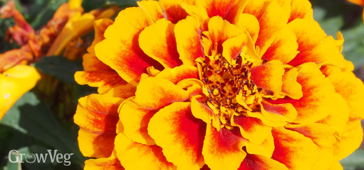 https://gardenplannerwebsites.azureedge.net/blog/best-vegetable-garden-annuals-marigold-2x.jpg