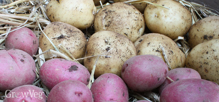 Storing potatoes