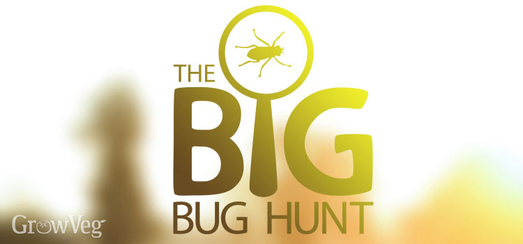 Big Bug Hunt logo
