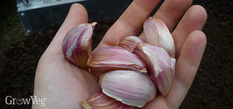 1-2 Big Genuine Elephant Garlic 15 Cloves for New Season/from UK Crop