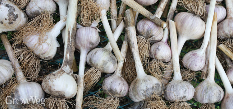 Garlic harvest