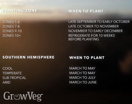 Garlic planting time table by climate