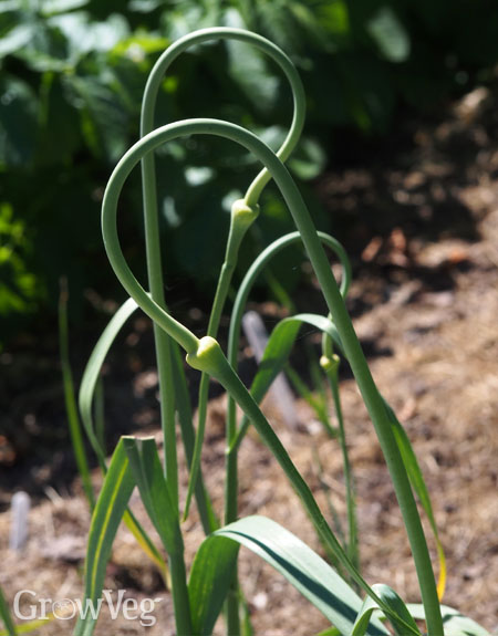 Garlic scapes