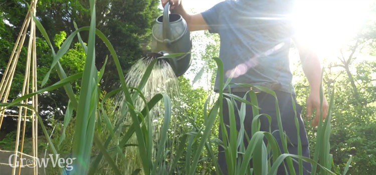 Watering garlic