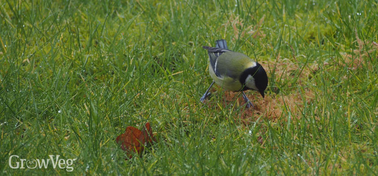 Bird foraging in grass below fruit trees