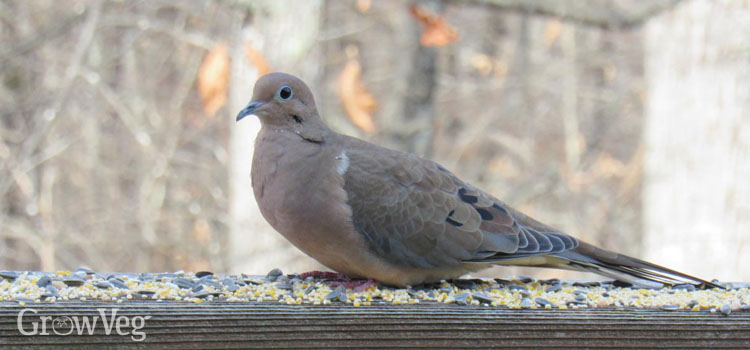 https://gardenplannerwebsites.azureedge.net/blog/bird-habitat-mourning-dove-2x.jpg
