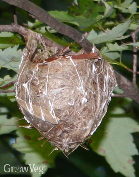 Red-eye vireo nest