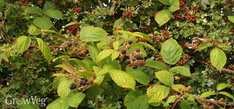Foraging for berries