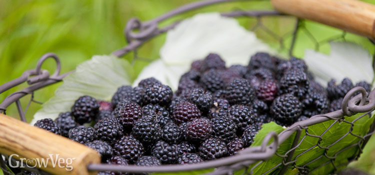 Blackberry harvest