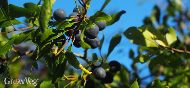 Ripe sloes on a blackthorn bush