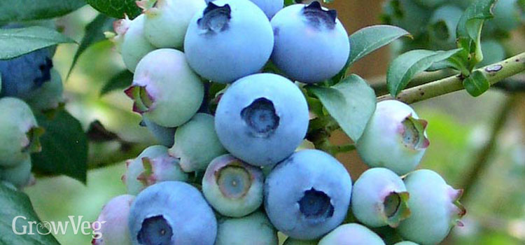 https://gardenplannerwebsites.azureedge.net/blog/blueberries-2x.jpg
